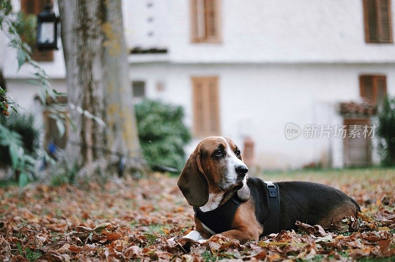 巴吉度猎犬纯种坐犬