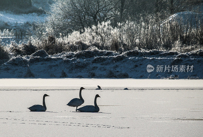 天鹅在结冰的湖面上休息