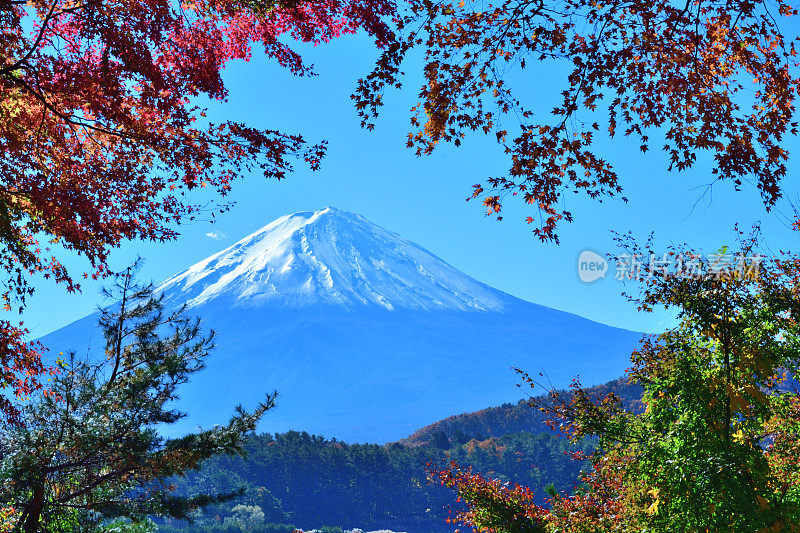 日本富士五湖地区的富士山和秋叶