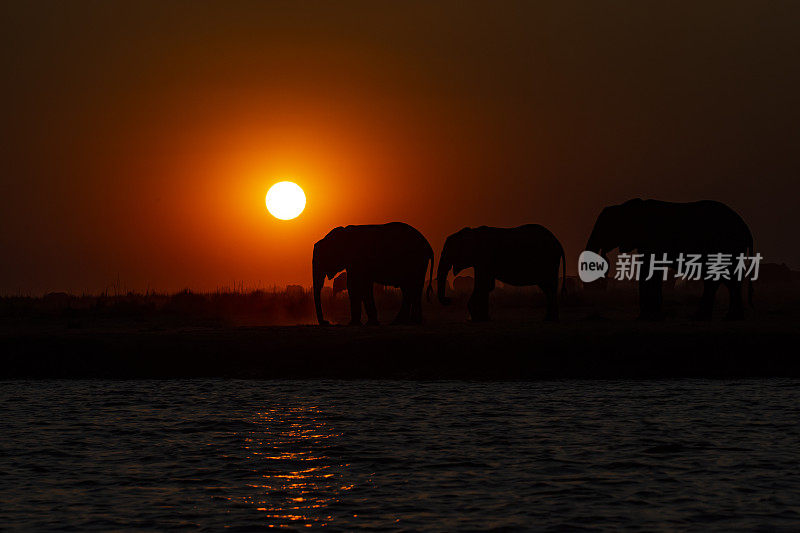 日落时的象群，丘比，博茨瓦纳，非洲