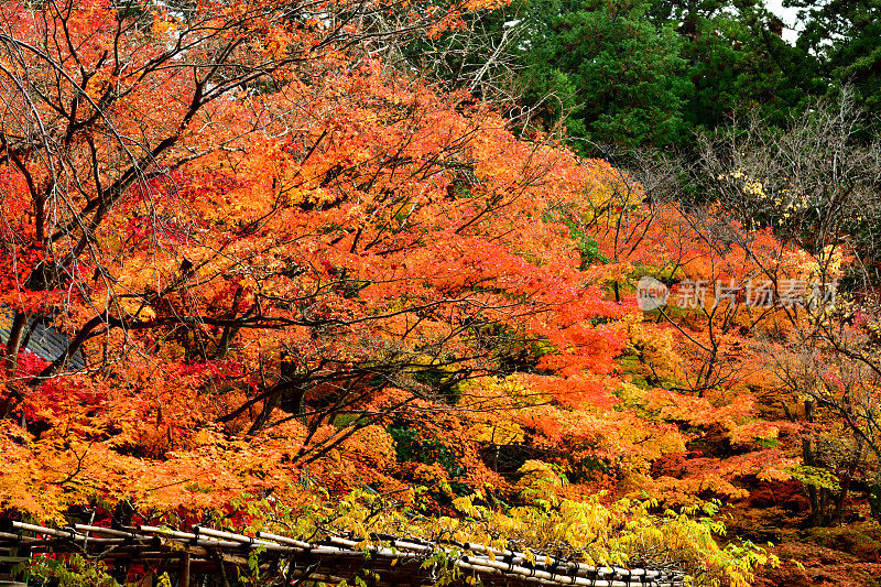 日本秋叶:京都