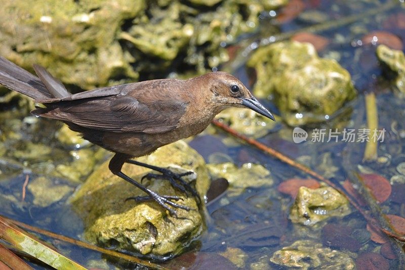 Boat-tailed白头翁之类