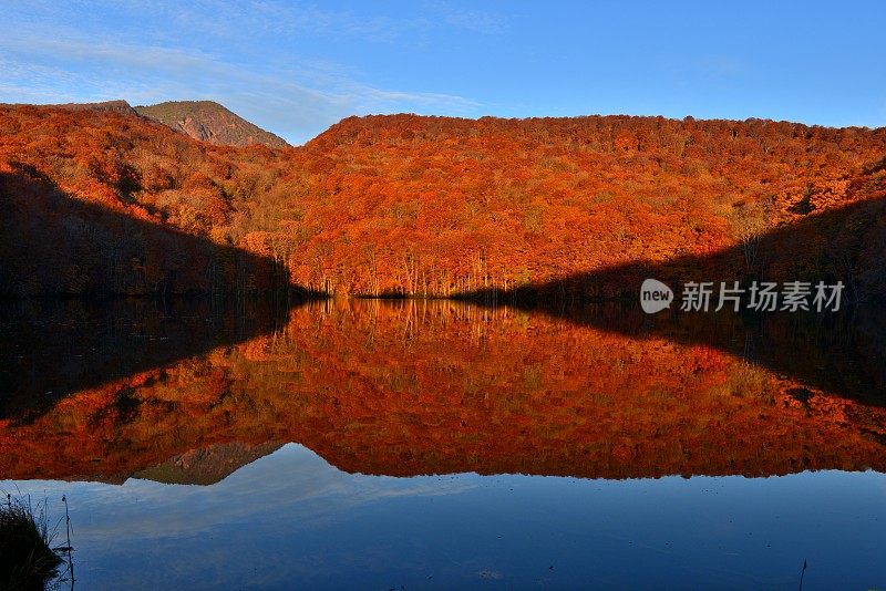 日本东北部和田市秋季沼泽的光影