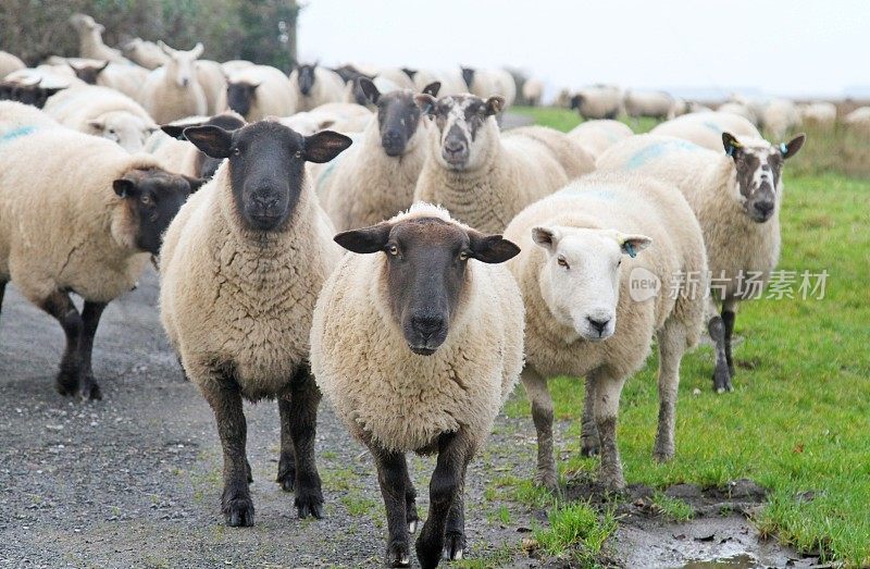 威尔士乡村公路上的羊群