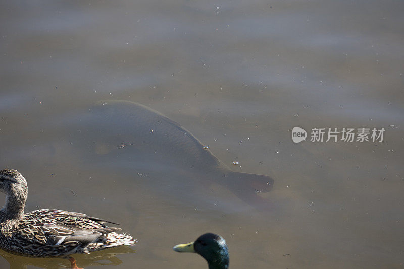 大鲤鱼和野鸭