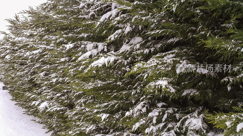 松树枝上的雪