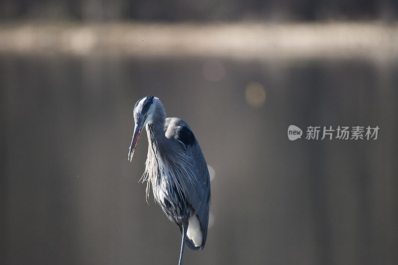 大蓝鹭的舌头