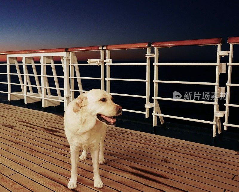 船上甲板上的拉布拉多寻回犬