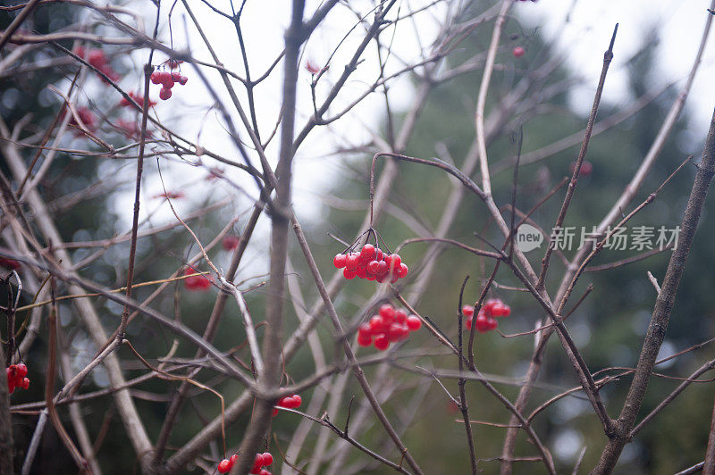 加拿大安大略省岛湖保护区的红莓