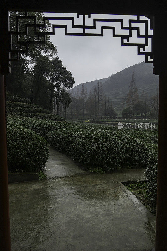 杭州附近的绿茶农场