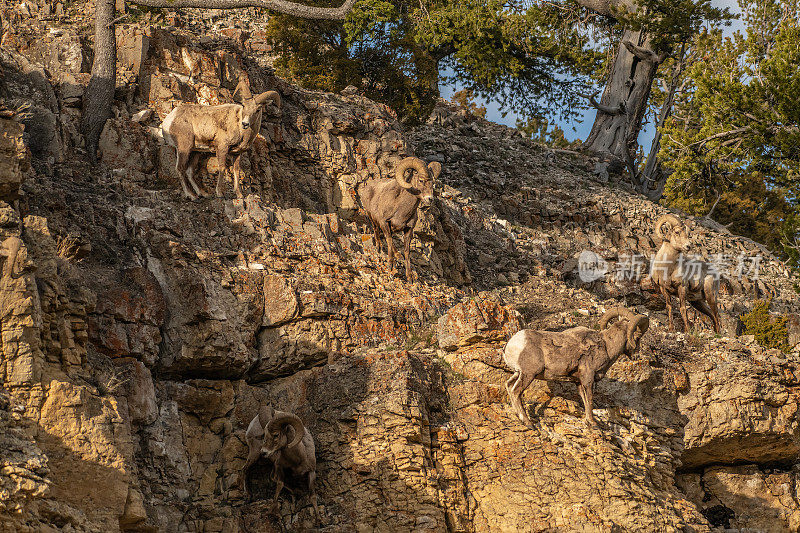 在美国黄石国家公园的悬崖上跳跃的大角羊