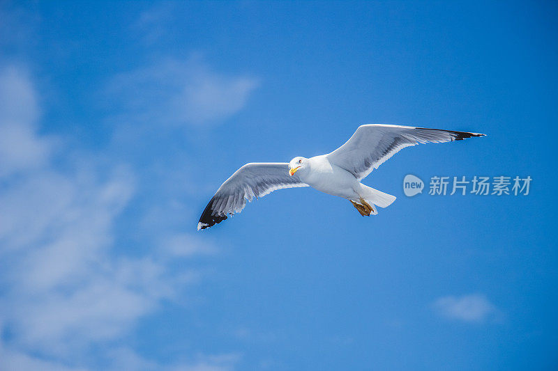 天空中的海鸥