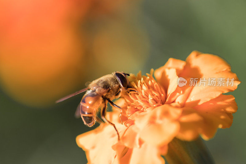 蜜蜂在蒲公英上