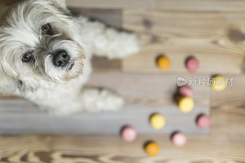 看主人的眼光，一只可爱的西施犬正在吃杏仁饼干当零食