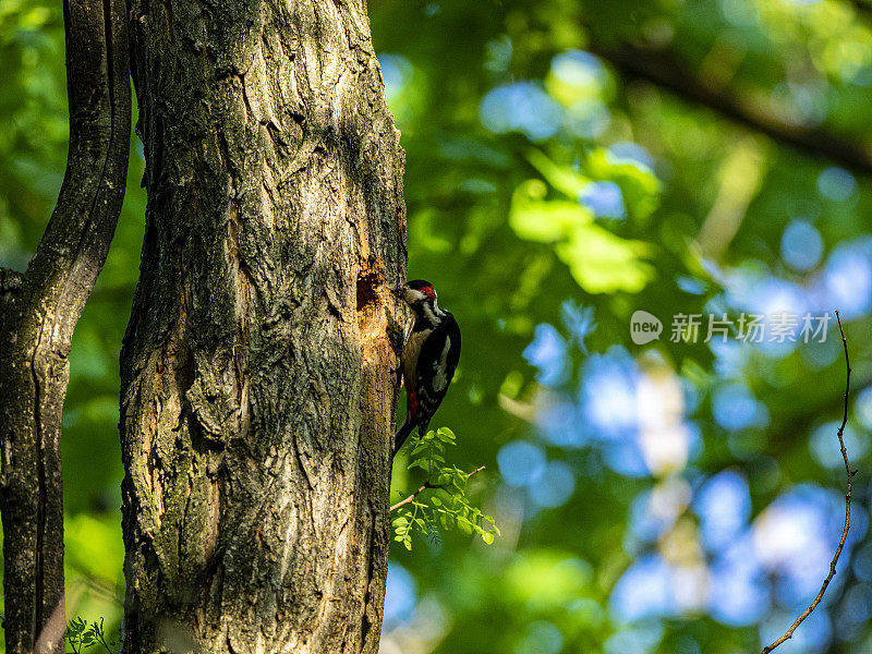 小斑点啄木鸟