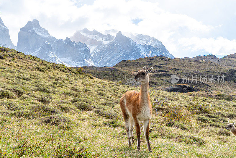 智利托雷斯·德·潘恩国家公园的大羊驼