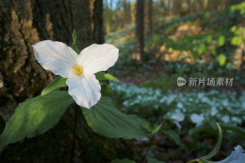 白色Trillium特写