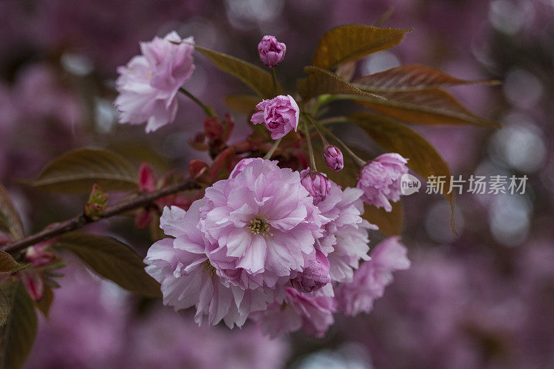 日本樱花