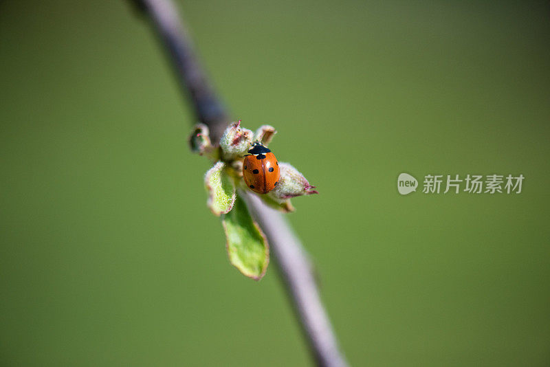 瓢虫在苹果花蕾上