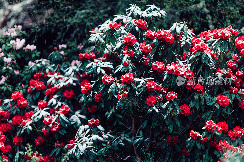 雪中的杜鹃花