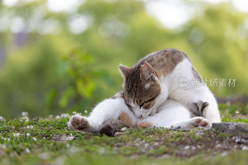 流浪猫在街上休息