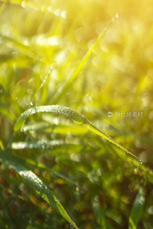 青草上的晨露