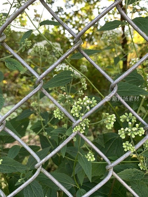 自然区域周围的铁链围栏