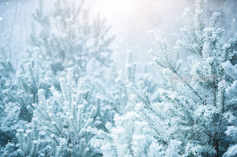 冬天的景象-结霜的松树覆盖着一层雪。树林里的冬天