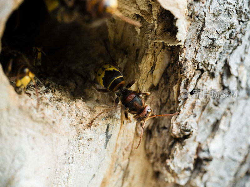 欧洲大黄蜂，黄蜂，在巢的入口处
