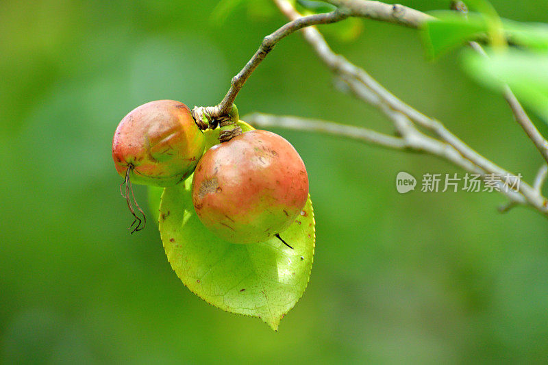 日本茶花的果实