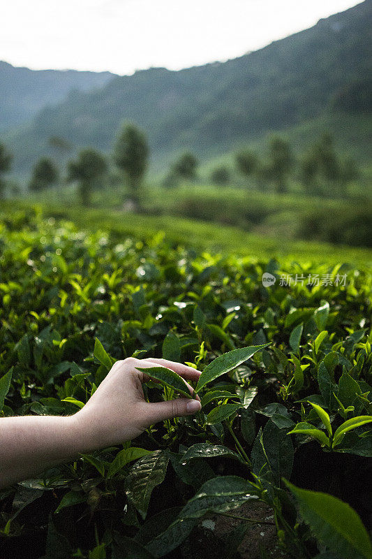 印度喀拉拉邦穆纳尔茶园的手工采摘茶叶