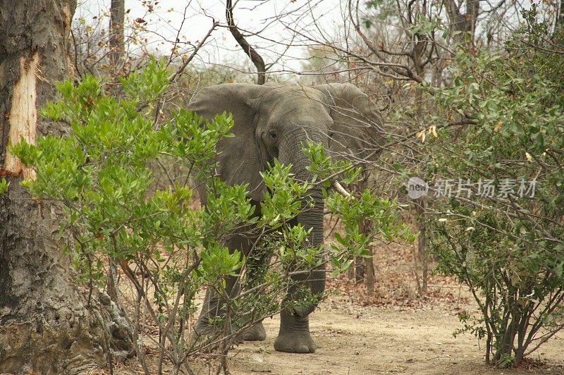 非洲象(Loxodonta)利翁代国家公园马拉维