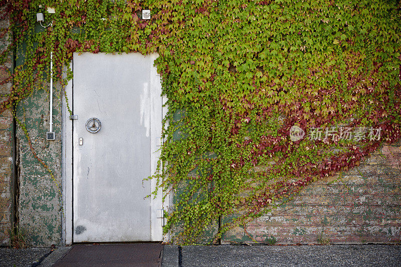 钢门和混凝土墙覆盖野生藤蔓