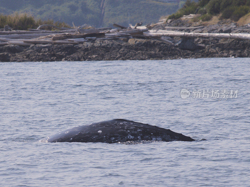 一条灰鲸在圣胡安群岛浮出水面
