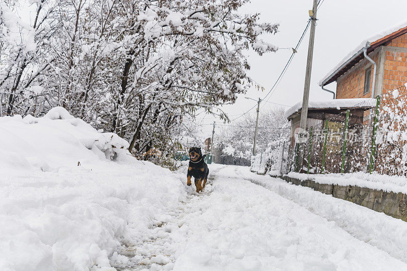 村子里的狗在雪地里玩耍