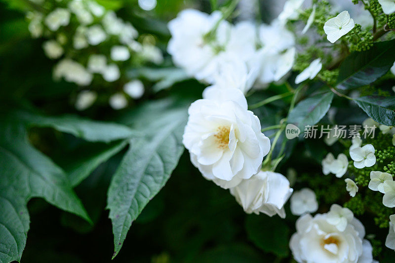特写的白玫瑰生长在户外的春天