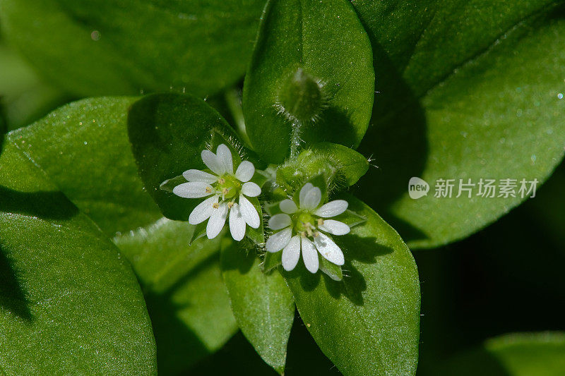 自然背景上的毛蕊花