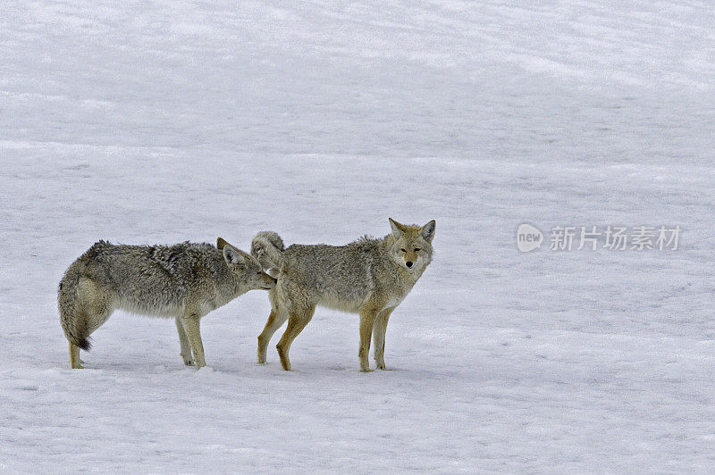 野狼，大犬，在黄石国家公园的雪地里，WY