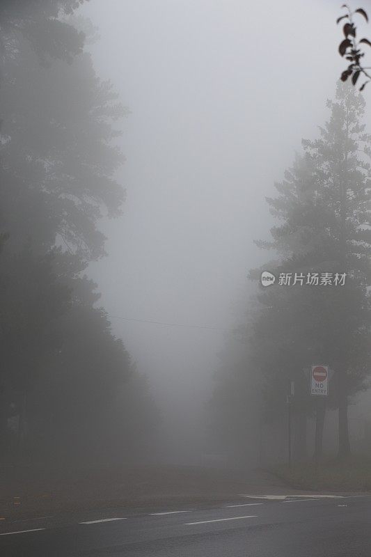 有雾的日子，松树之间的道路