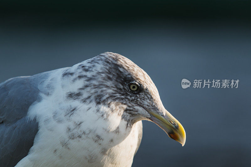 海鸥在码头