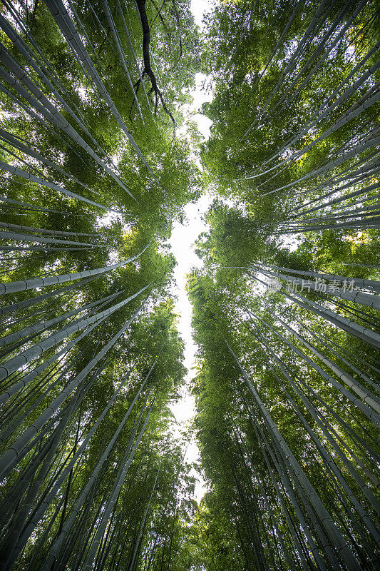 京都竹林