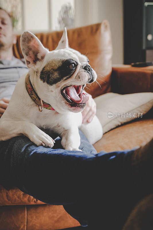 一个男人和他的法国斗牛犬睡在他的腿上