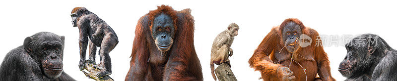 设置不同的猴子作为恒河猴，猩猩，大猩猩和黑猩猩孤立在白色背景和放置在横幅，细节，特写