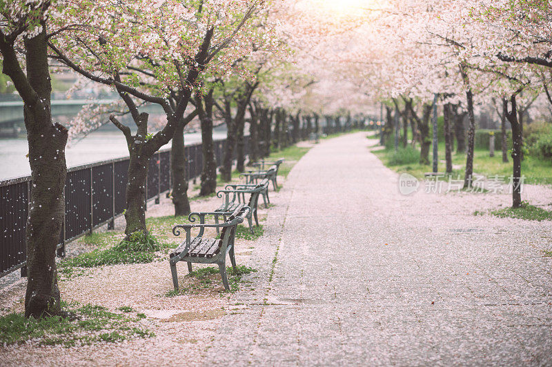 在日本大阪美丽的樱花树或樱桃树隧道下散步