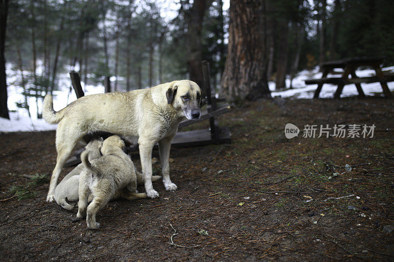 幼犬吸奶的母棕犬在大自然中