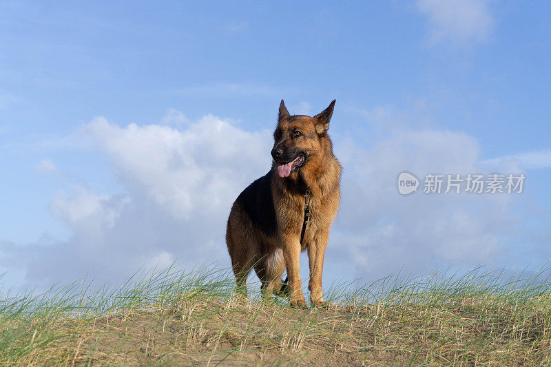 德国牧羊犬全身画像