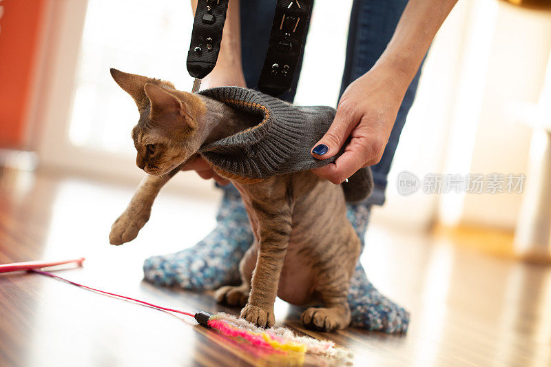 主人试图脱衣服好玩的德文郡雷克斯小猫在地板上的客厅-库存照片