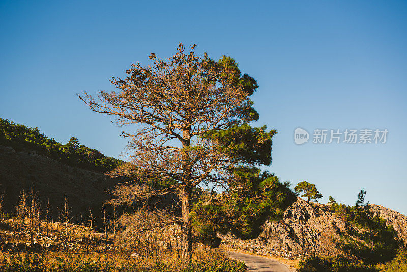 一半烧树