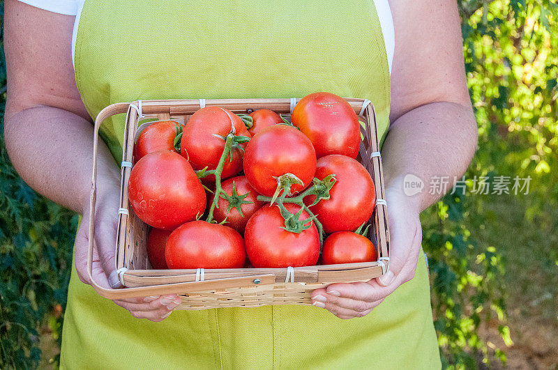 为了粮食安全，妇女在后院的花园里种植了成熟的红番茄