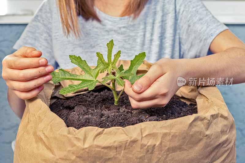 近距离女孩手关心小无花果植物，环境保护的概念，地球日，有机园艺